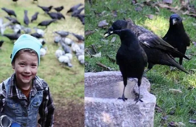 Gadis Ini Beri Makan Gagak, Tak Disangka! Balasan Burung Ini Sungguh Mengejutkan