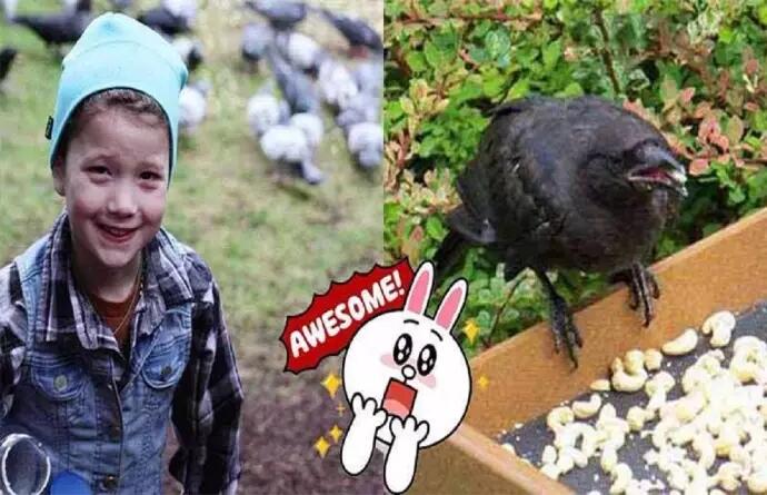 Gadis Ini Beri Makan Gagak, Tak Disangka! Balasan Burung Ini Sungguh Mengejutkan