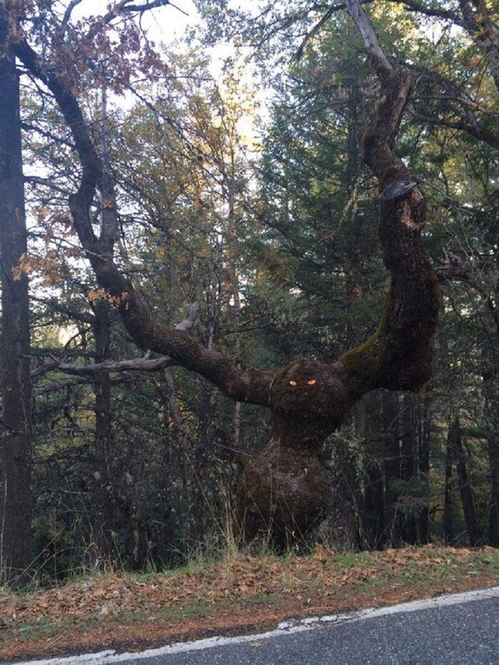 Disebut 'Pohon Iblis', Inilah 10 Penampakan Pohon yang Menakutkan Itu
