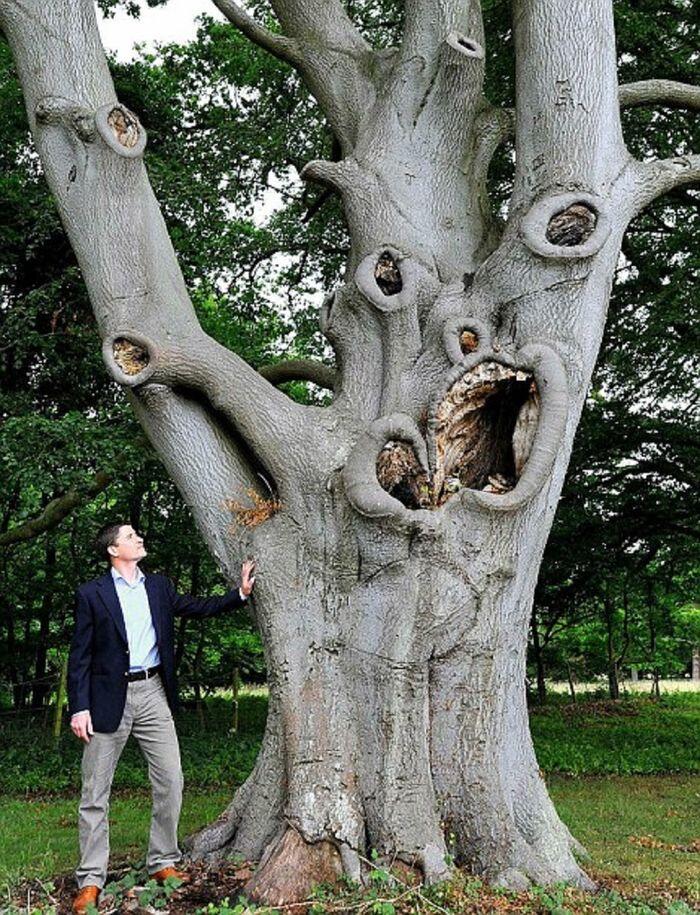 Disebut 'Pohon Iblis', Inilah 10 Penampakan Pohon yang Menakutkan Itu