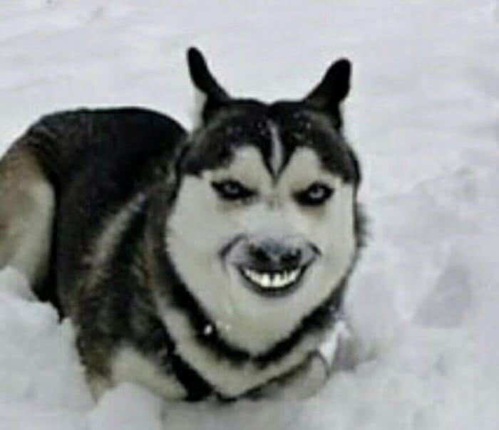 Balasan Dari Wanita Ini Baru Sadar Anak Anjing Yang Ia Beli