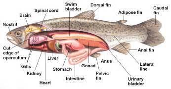 Apakah Ikan Berbicara ?