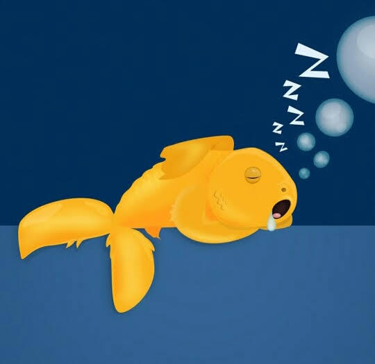 Kenapa Ikan Matanya Melotot !! Apa Ikan Tidak Tidur ?