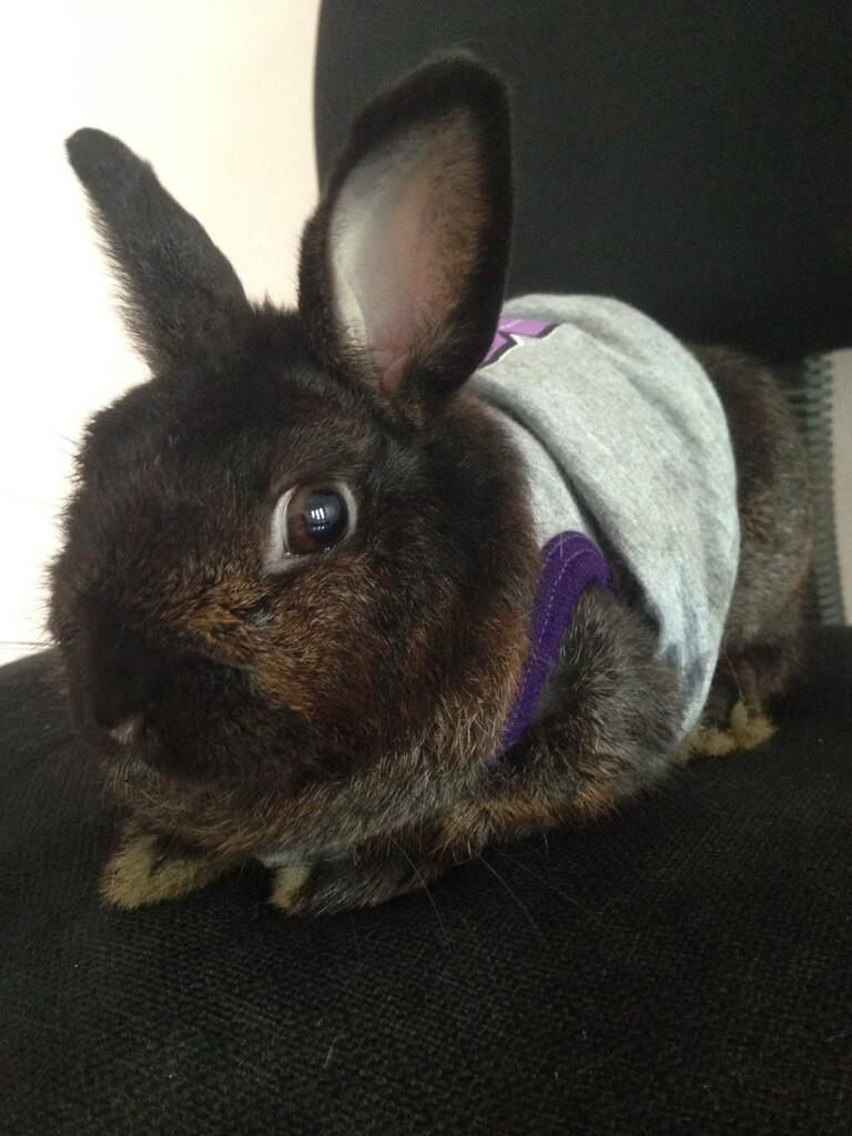 Mix ND + fuzzy lop
