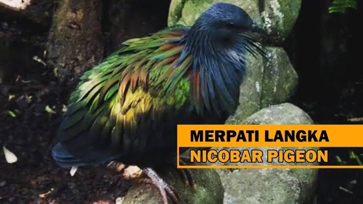 Burung Merpati Nicobar Pigeon Yang Kini Menjadi Langka !!