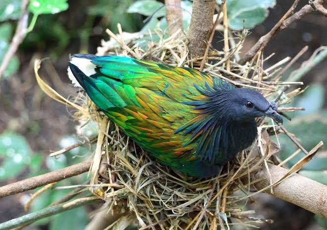 Burung Merpati Nicobar Pigeon Yang Kini Menjadi Langka !!