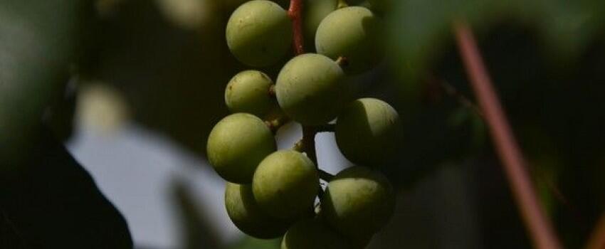 Selain Kurma, 5 Buah Ini Dijamin Bikin Puasa Sehat & Lebih Berkah