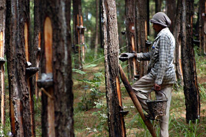 Baterai Getah Pinus yang Ramah Lingkungan