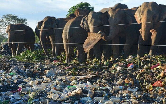 Nasib Gajah di SriLanka yang Mengenaskan