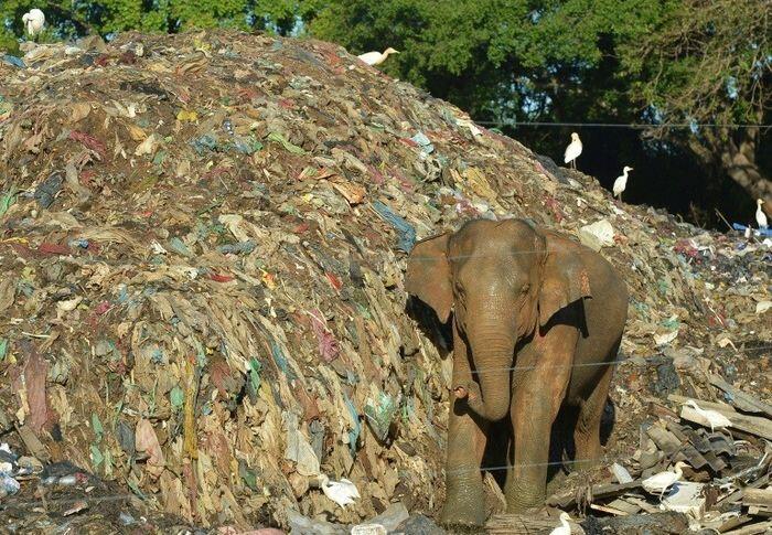 Nasib Gajah di SriLanka yang Mengenaskan