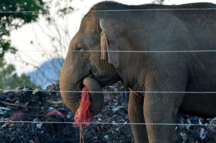 Nasib Gajah di SriLanka yang Mengenaskan