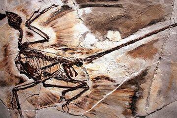 Ilmuwan Temukan Ketombe Pada Fosil Dinosaurus Berusia Jutaan Tahun
