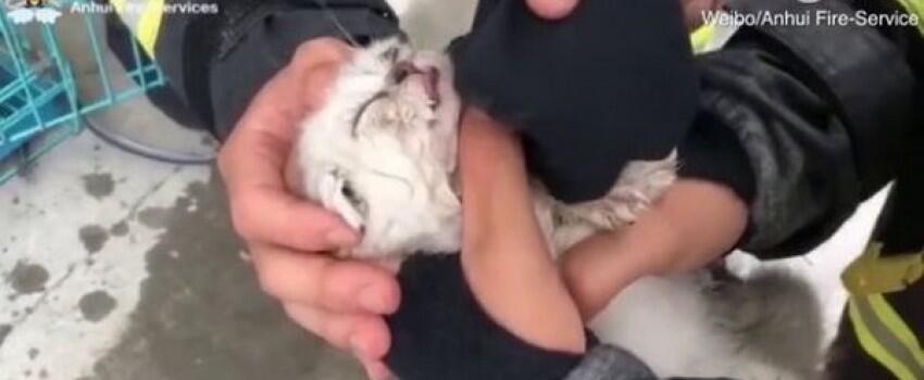 Terharu, Puluhan Kucing dan Anjing Berhasil Selamat dari Kebakaran