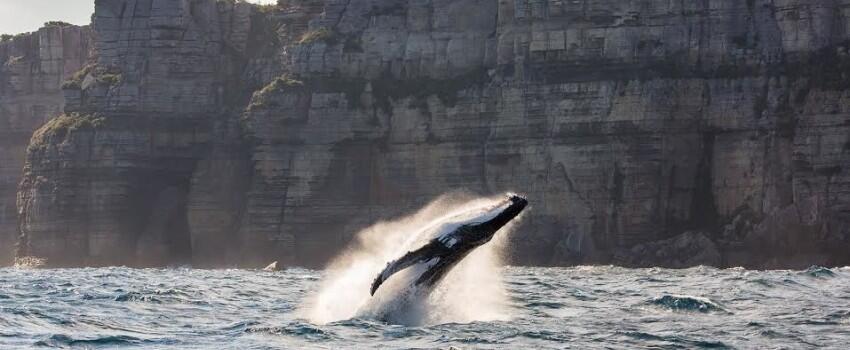 4 Destinasi Alam Wajib di New South Wales, Bikin Gak Mau Pulang!