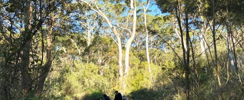 4 Destinasi Alam Wajib di New South Wales, Bikin Gak Mau Pulang!