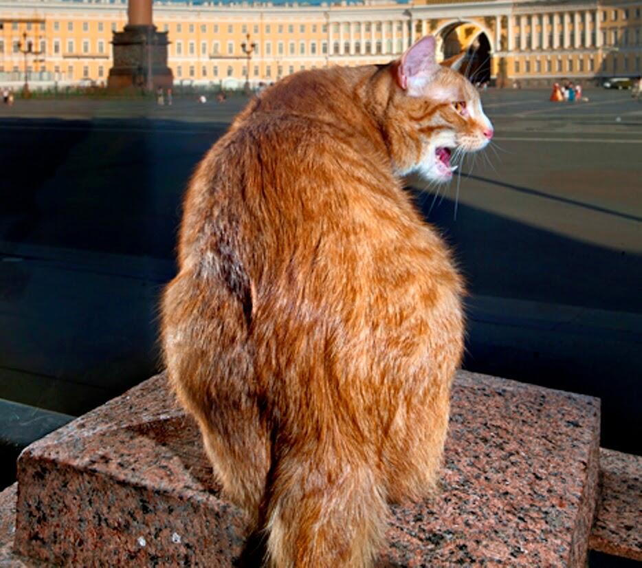 Achilles si kucing peramal pada Piala Dunia 2018 di Rusia.