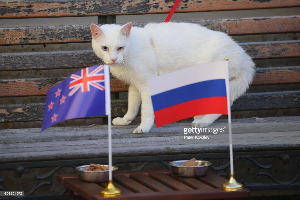 Achilles si kucing peramal pada Piala Dunia 2018 di Rusia.