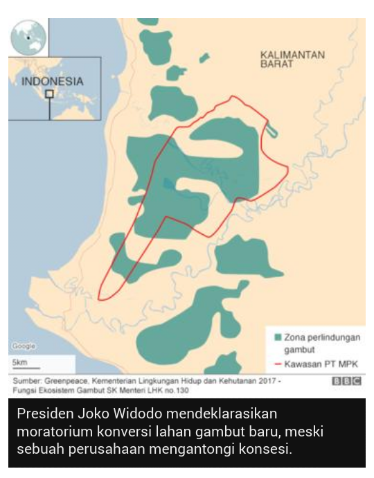 Investigasi BBC: 'Habitat 1.000 Orang Utan' di Hutan Gambut Kalimantan Barat Terancam