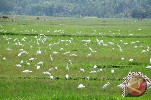 Tujuh Fakta Yang Membuat "Bangga" Warga Karawang