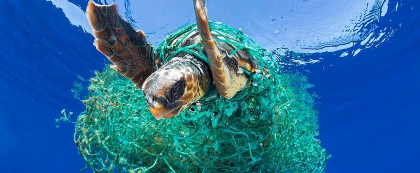 Kampanyekan Anti-Plastik, Pria ini Berenang Lalui Jalur Sampah Pasifik