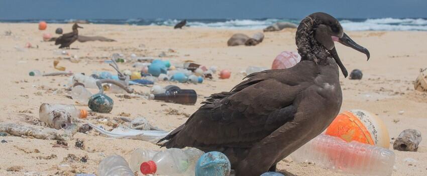 Kampanyekan Anti-Plastik, Pria ini Berenang Lalui Jalur Sampah Pasifik