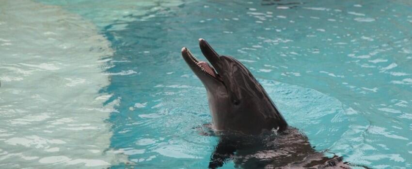 9 Potret Seru Bermain bareng Lumba-lumba di Dolphin Island Singapura