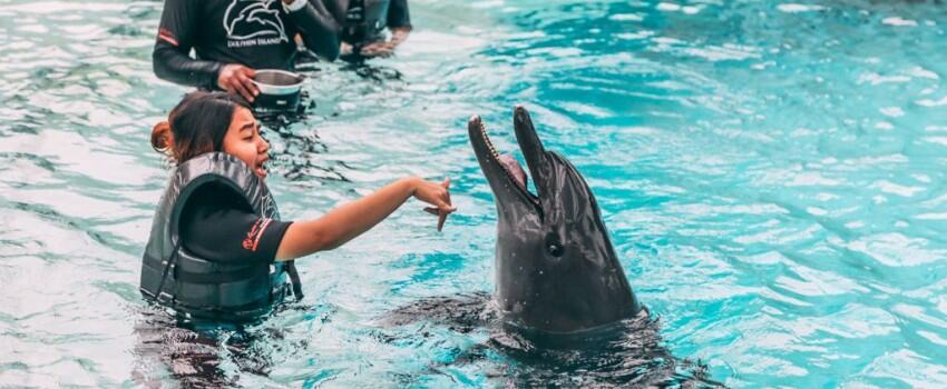 9 Potret Seru Bermain bareng Lumba-lumba di Dolphin Island Singapura