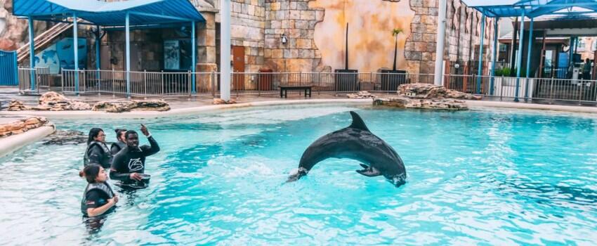 9 Potret Seru Bermain bareng Lumba-lumba di Dolphin Island Singapura