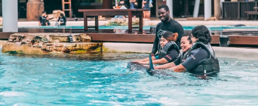 9 Potret Seru Bermain bareng Lumba-lumba di Dolphin Island Singapura