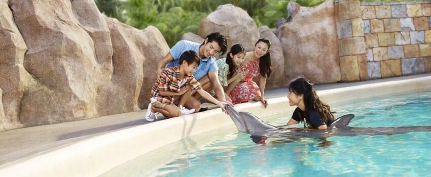 9 Potret Seru Bermain bareng Lumba-lumba di Dolphin Island Singapura