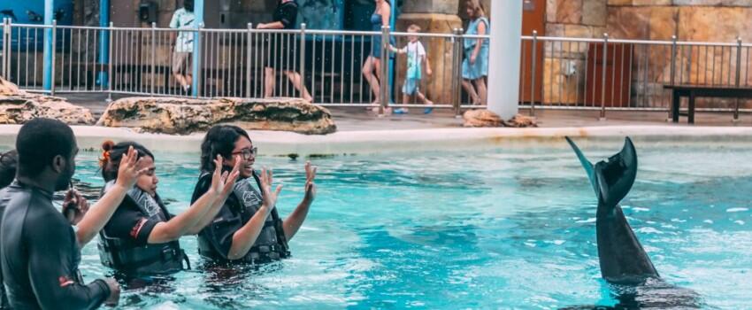 9 Potret Seru Bermain bareng Lumba-lumba di Dolphin Island Singapura