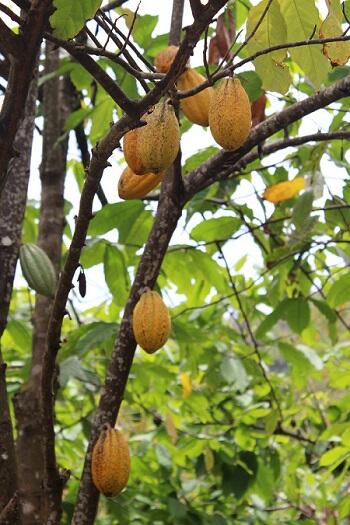 Melihat Proses Pembuatan Coklat dari Buah Hingga Sampai di Ujung Lidah 