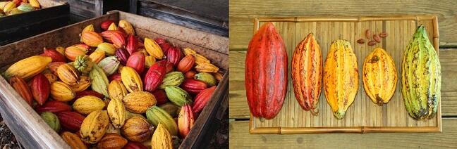 Melihat Proses Pembuatan Coklat dari Buah Hingga Sampai di Ujung Lidah 