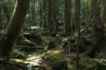 Mitos Hantu Yurei Di Hutan Bunuh Diri Aokigahara

