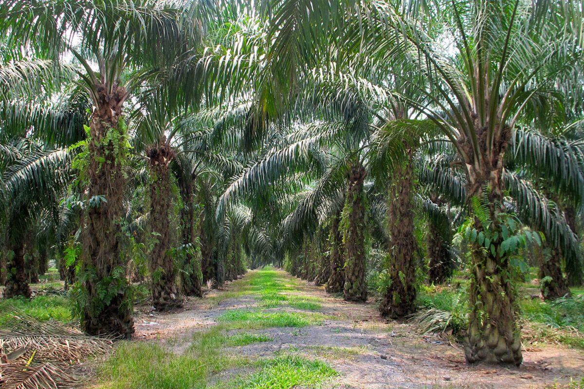 Petani Perancis Ancam Blokir Kilang Minyak Sawit Impor