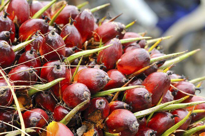 Petani Perancis Ancam Blokir Kilang Minyak Sawit Impor
