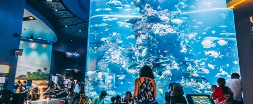 10 Potret Keseruan Menyelami Alam Bawah Laut di SEA Aquarium Singapura