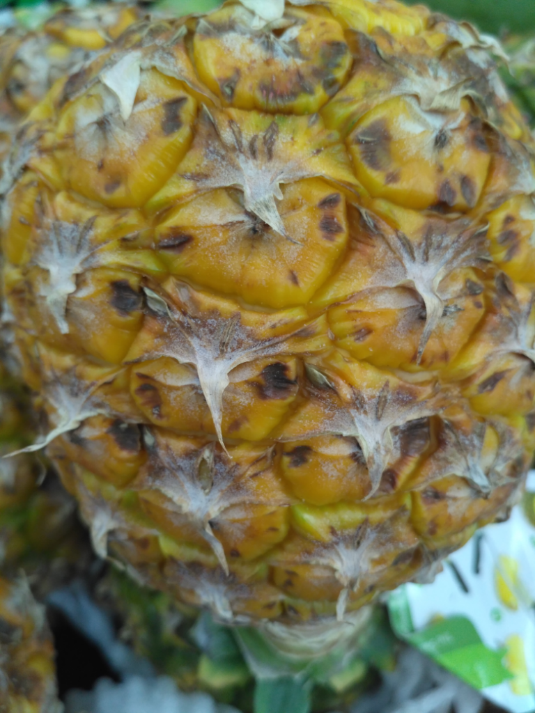 Nutrisi Dalam Buah Mangga, Nanas, Melon Dan Semangka