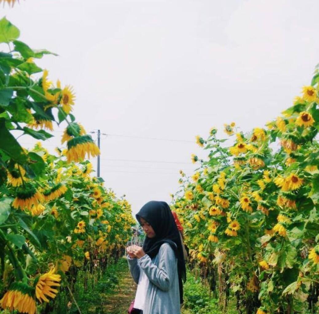 Beberapa Tempat Romantis di Banyumas Menurut Ane !!!