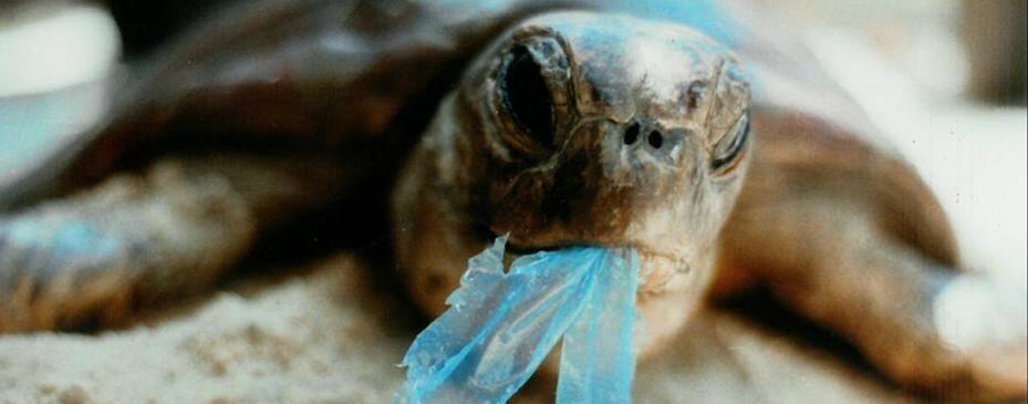 World Ocean Day 2018, Yuk Kita Jaga Kelestarian Laut dari Polusi Plastik