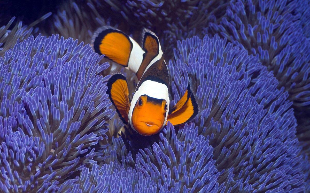 Ini 5 Fakta dan Alasan Kenapa Wisata Raja Ampat Bisa Terkenal Banget