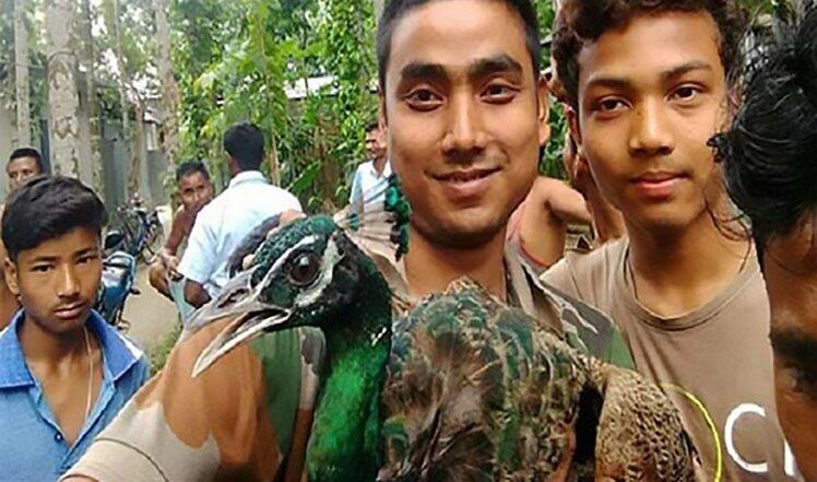 MANUSIA BARBAR! Seekor &quot;Burung Merak MATI&quot;,Karena Jadi REBUTAN FOTO SELFIE!