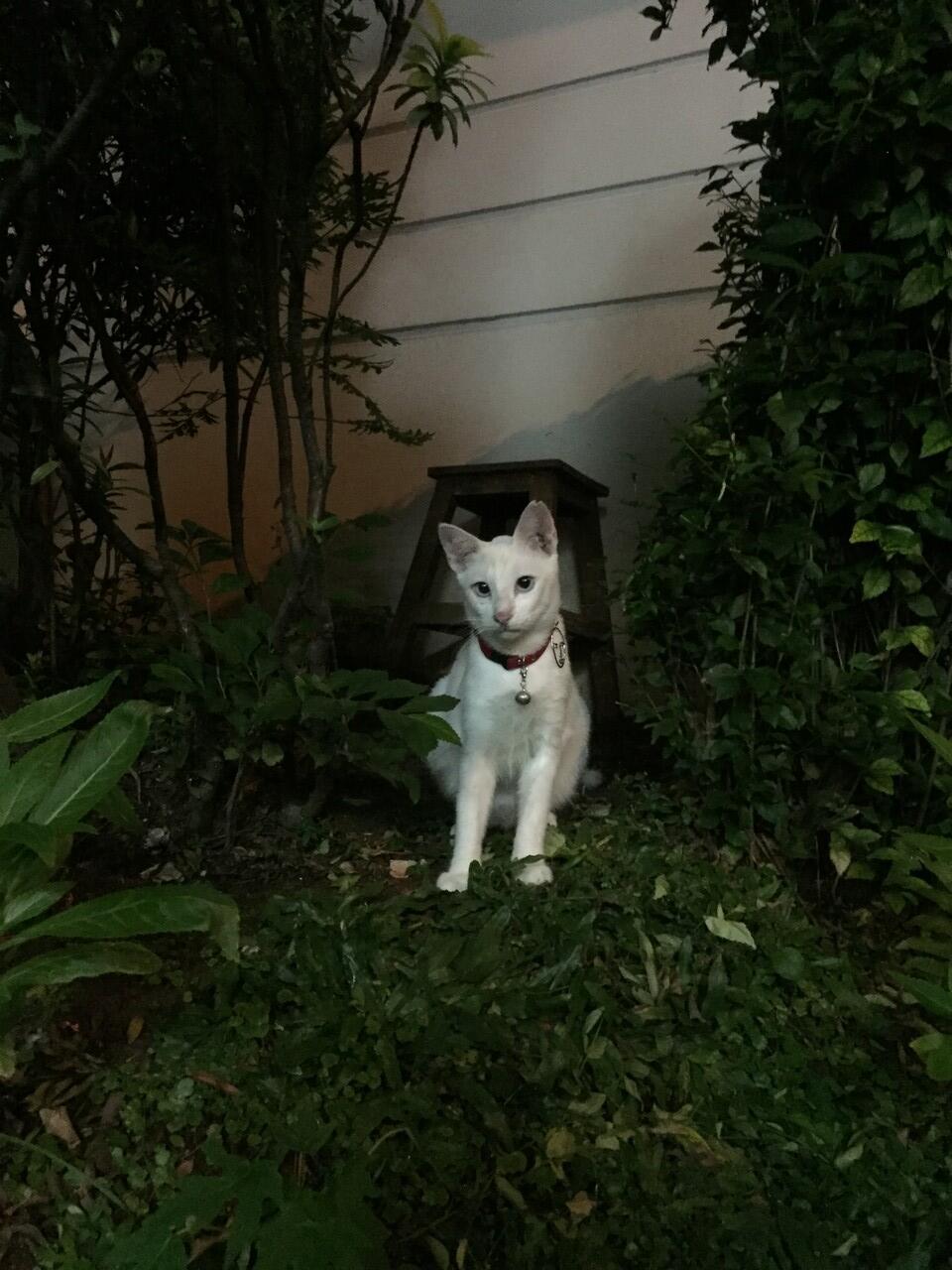 Adopsi / hibah kucing