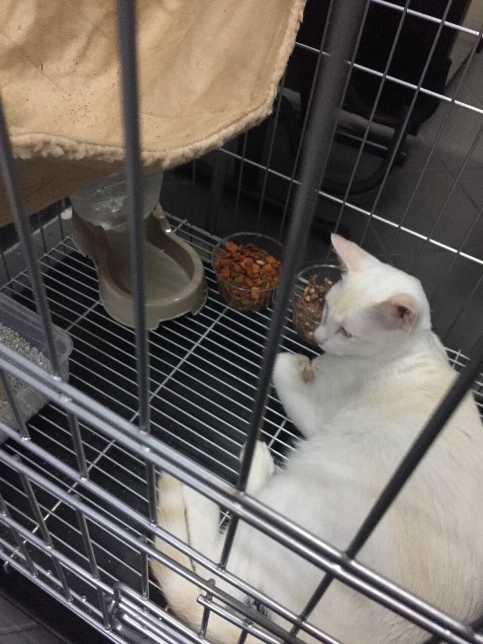 Adopsi / hibah kucing