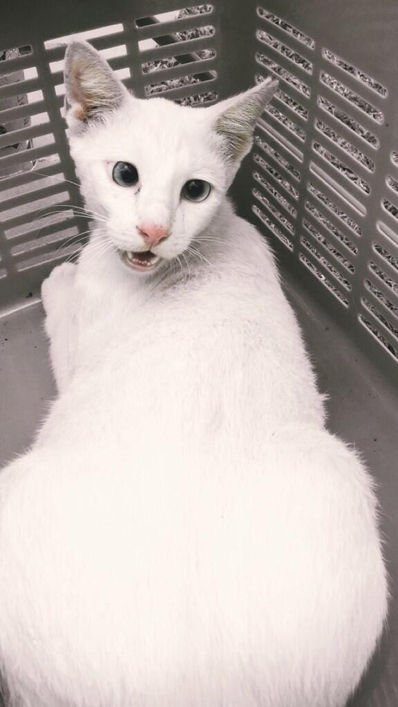 Adopsi / hibah kucing