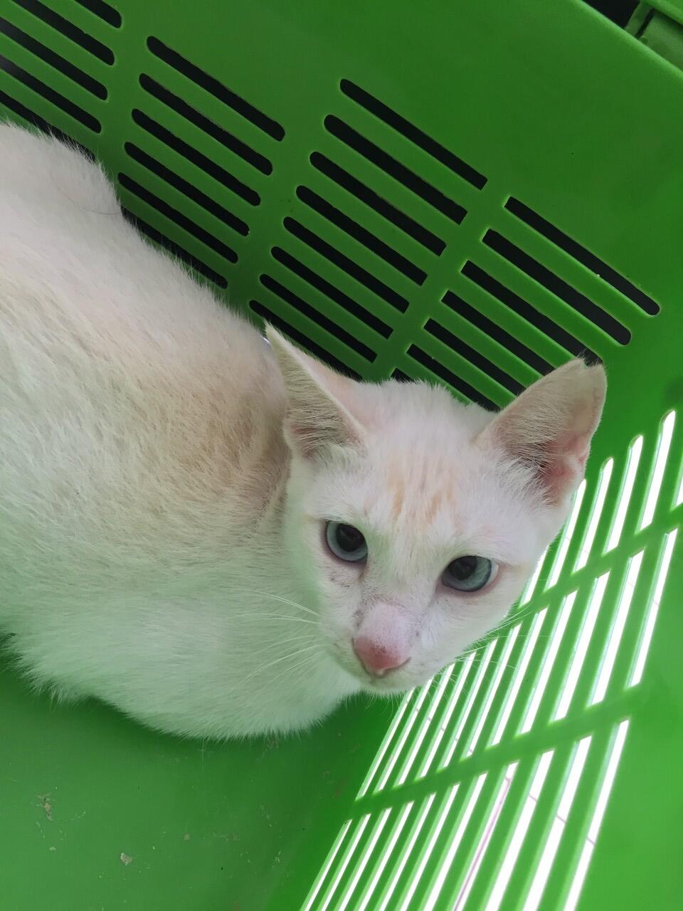 Adopsi / hibah kucing