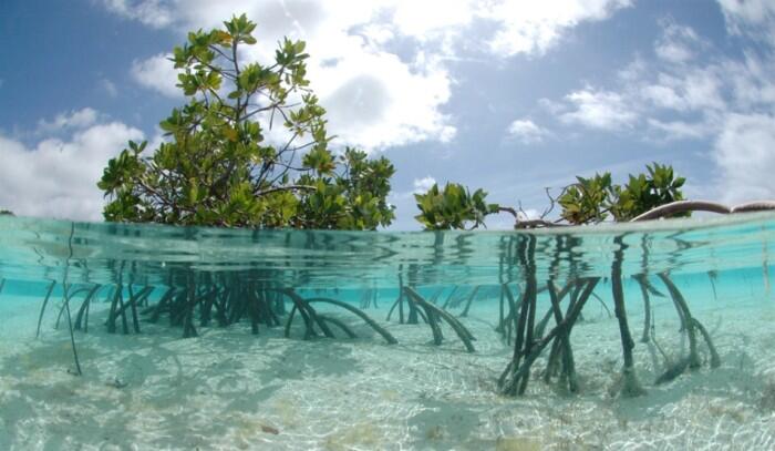Peranan Hutan Bakau (Mangrove) Sebagai Barier Pesisir Pantai Dari Serangan Abrasi