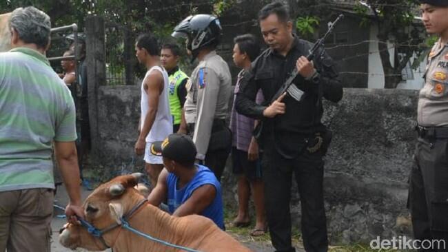 Ngamuk, Polisi Tembak Kaki Sapi di Solo