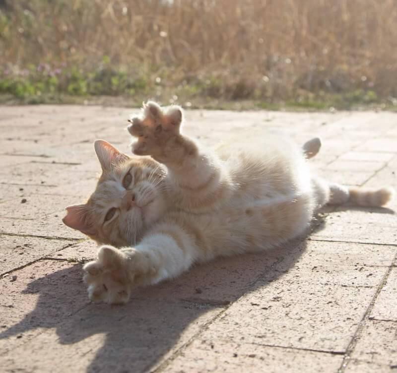 Mengerikan Ini Dia Penyakit Pada Kucing Yang Berbahaya Kaskus