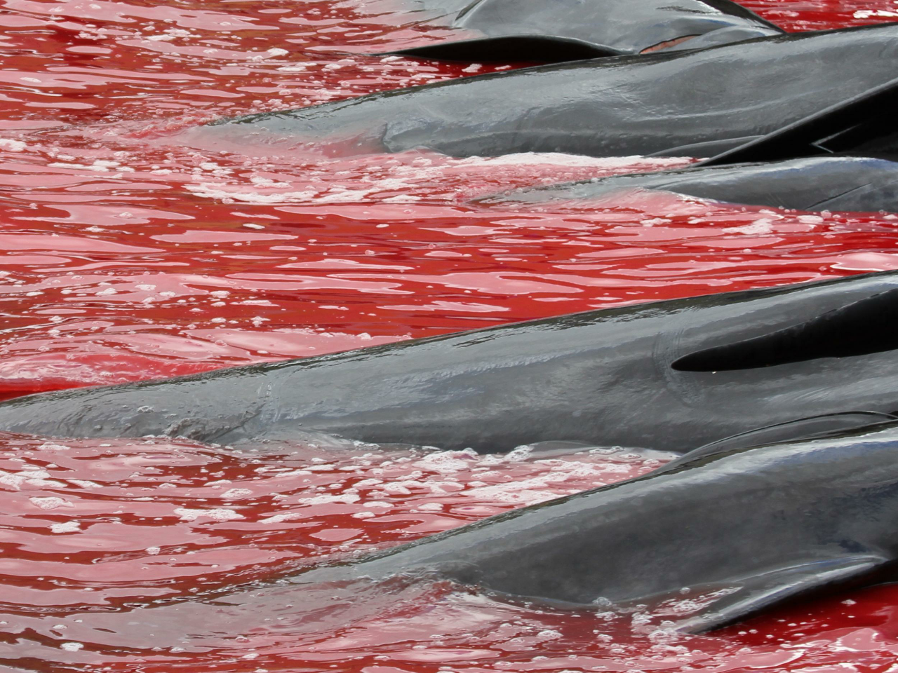 Jepang membantai 122 paus hamil untuk 'penelitian ilmiah'

